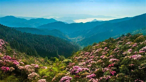 井冈山杜鹃花节是哪天 井冈山杜鹃花节介绍